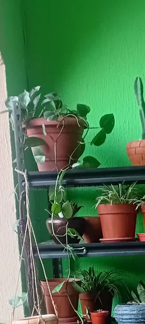 Hanging Plants