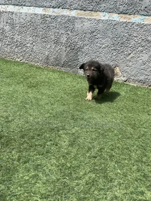 1-3 months Male Purebred German Shepherd