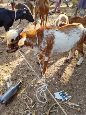 Local(Wad) and Hausa Goat