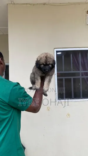 1-3 months Male Purebred Caucasian Shepherd
