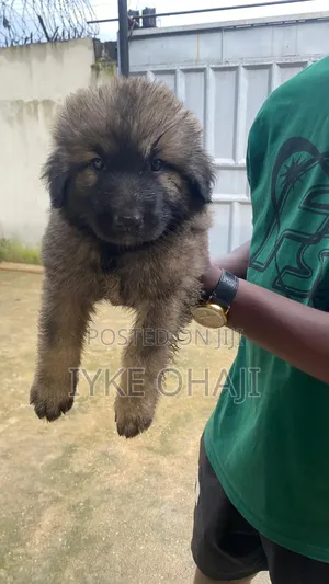 1-3 months Male Purebred Caucasian Shepherd