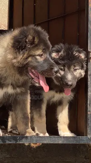 1-3 months Female Purebred Caucasian Shepherd