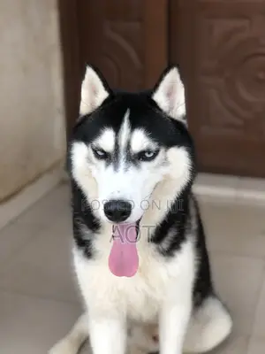 1+ year Male Purebred Siberian Husky