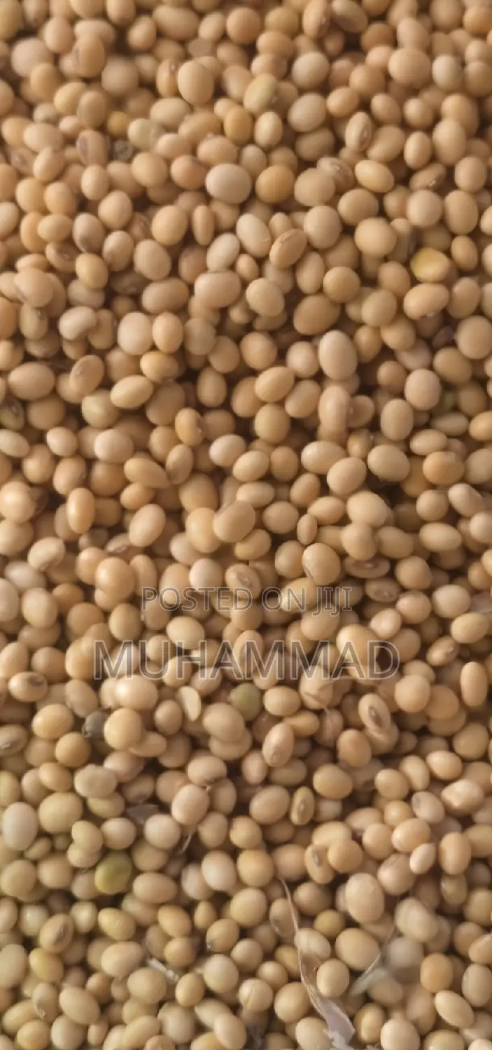 Soya Beans