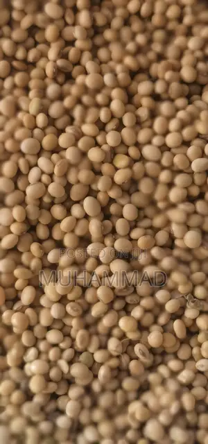 Soya Beans