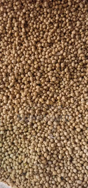 Soya Beans