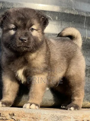 1-3 months Female Purebred Caucasian Shepherd