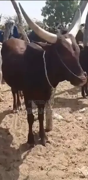 Cows for Festivities