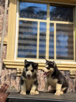 1-3 months Female Purebred Siberian Husky