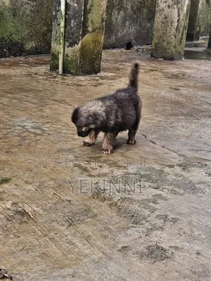1-3 months Female Purebred Caucasian Shepherd