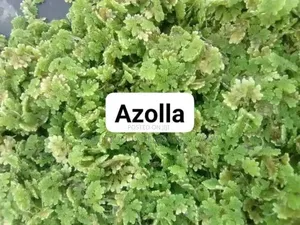 Azolla Feed