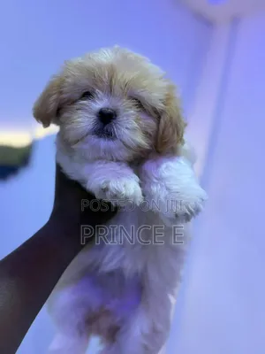 1-3 months Female Purebred Lhasa Apso