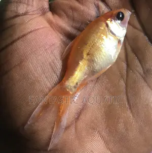 1.2 Inches Goldfish for Aquariums