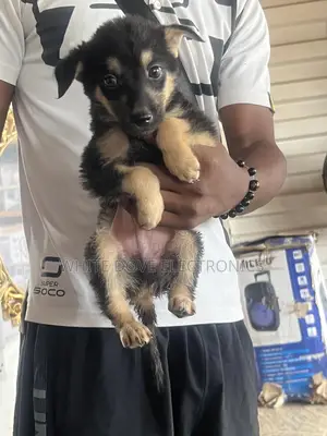 1-3 months Male Purebred German Shepherd
