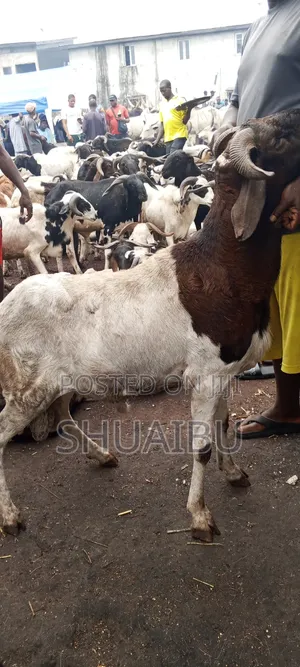 Life Goats Rams and Cows Cheap