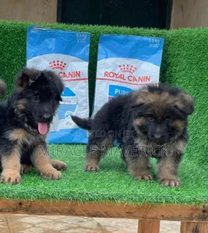 1-3 months Male Purebred German Shepherd
