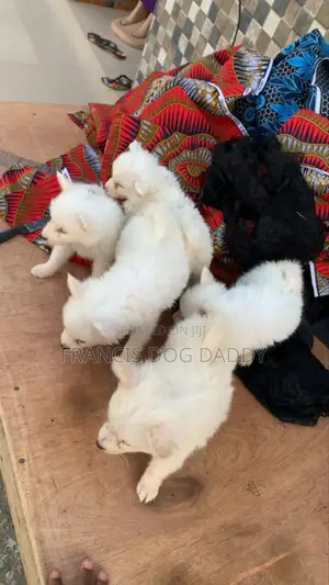 1-3 months Male Purebred American Eskimo