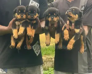 0-1 month Female Purebred Rottweiler