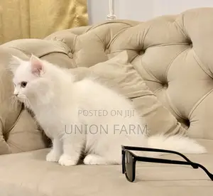 1-3 months Male Purebred Persian