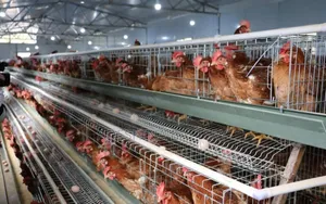 Shina Poultry Cages