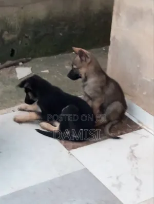 1-3 months Male Purebred German Shepherd