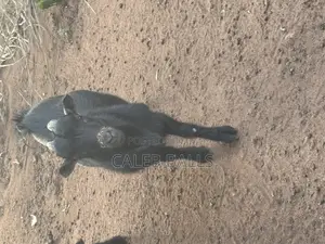 African Duarf Goat