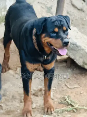 1+ year Male Purebred Rottweiler