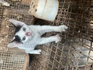 1-3 months Male Mixed Breed Tabby