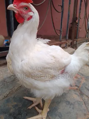 Life Chicken