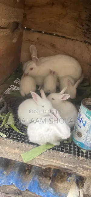 Rabbit for Sale