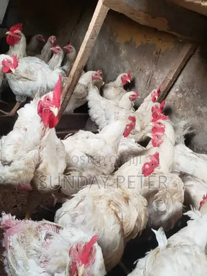 6 Weeks Boiler Chicken
