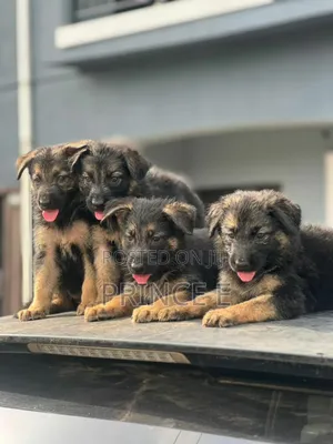 1-3 months Female Purebred German Shepherd