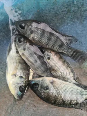 Tilapia Juvile and Fingerlings