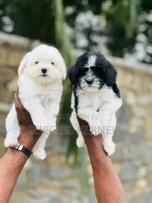 1-3 months Female Purebred Lhasa Apso