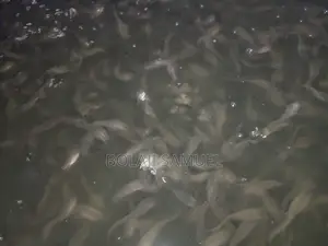 Fingerlings, Post Fingerlings, Juvenile, Post Juveniles