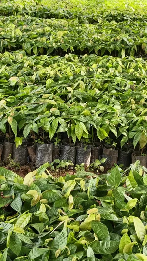 Cocoa Seedlings