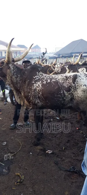 Life Goats Rams and Cows at Affordable Price