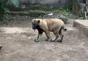 3-6 months Male Purebred Caucasian Shepherd
