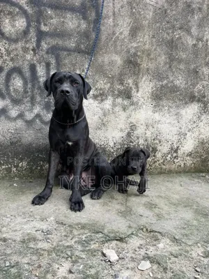 1-3 months Male Purebred Cane Corso