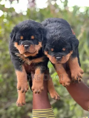 1-3 months Female Purebred Rottweiler