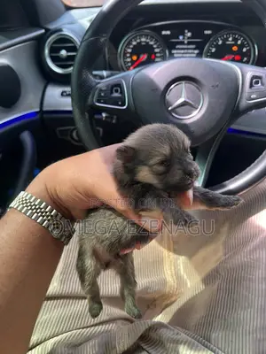 0-1 month Female Purebred Pomeranian