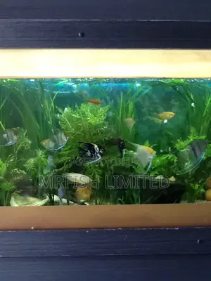 Angel Fish