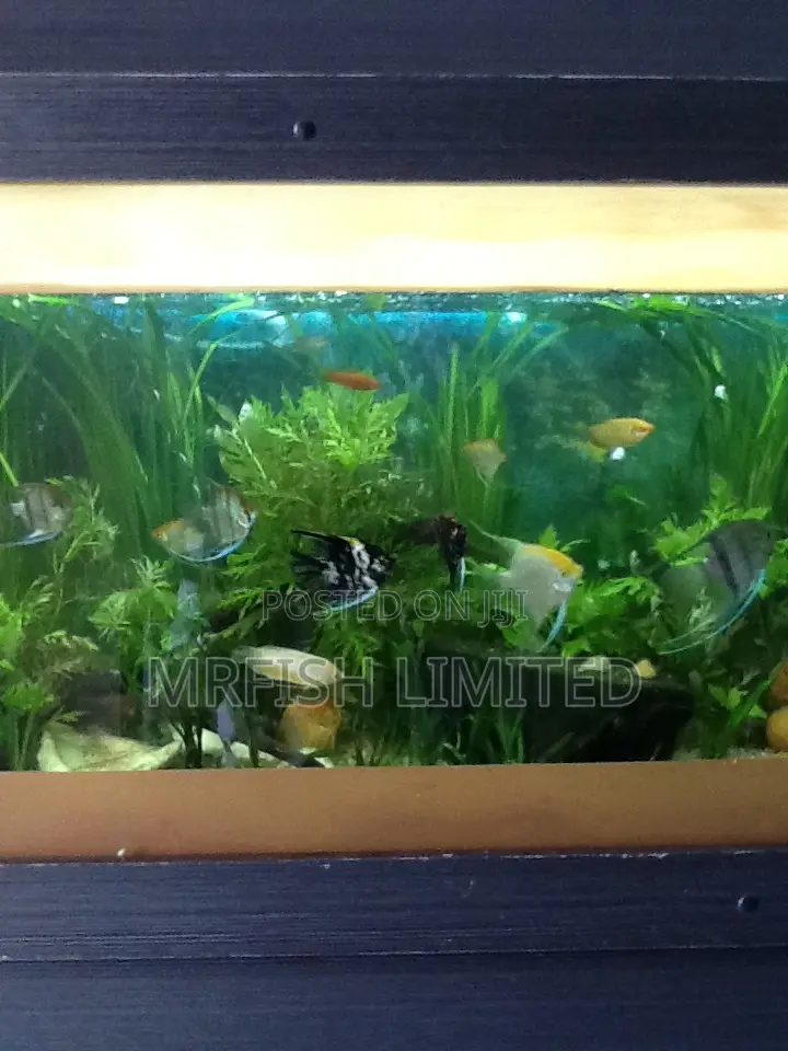 Angel Fish