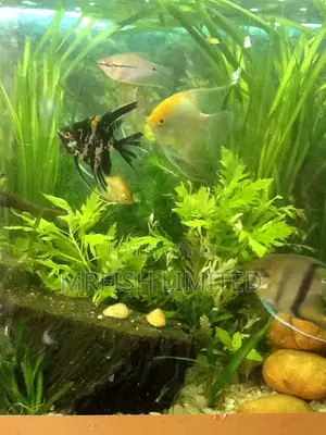 Angel Fish