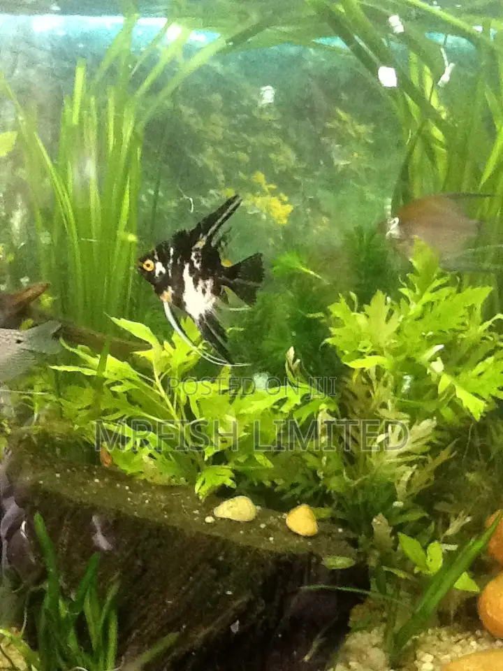 Angel Fish