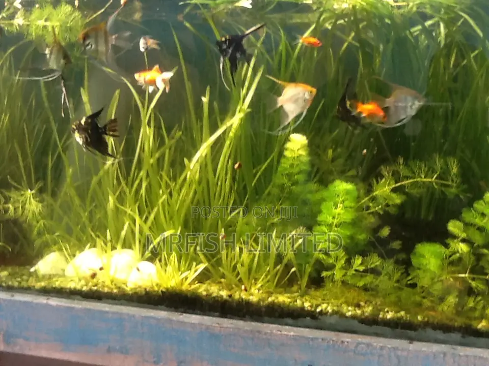 Angel Fish