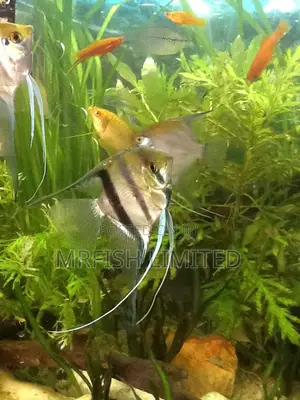 Angel Fish