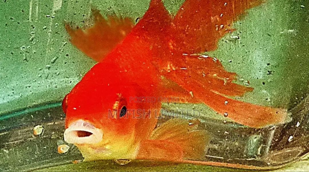 Gold Fish Carp