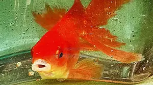 Gold Fish Carp
