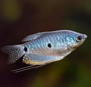 Blue or Three Spot Gourami Fish